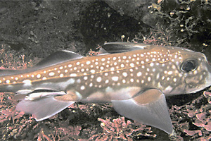 Bildquelle öffnen (Urheber: Clark Anderson/Aquaimages - Lizenz: CC BY-SA 2.5) Gefleckte Seeratte (Hydrolagus colliei) - Urheber: Clark Anderson/Aquaimages - Lizenz: CC BY-SA 2.5