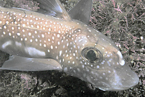 Bildquelle öffnen (Urheber: Clark Anderson/Aquaimages - Lizenz: CC BY-SA 2.5) Gefleckte Seeratte (Hydrolagus colliei) - Urheber: Clark Anderson/Aquaimages - Lizenz: CC BY-SA 2.5