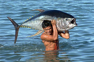 Gelbflossen-Thun (Thunnus albacares)