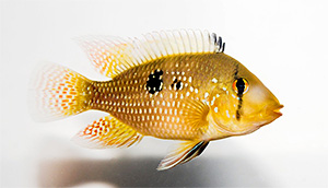 Brasil-Perlmutt-Buntbarsch (Geophagus brasiliensis)