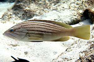 Gestreifter Zackenbarsch (Epinephelus costae)