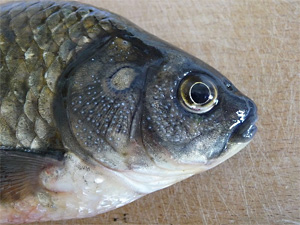 Giebel (Carassius gibelio)