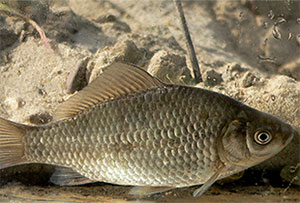 Giebel (Carassius gibelio)