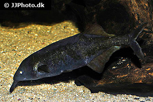 Gnathonemus longibarbis