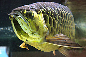 Goldene Arowana (Scleropages aureus)