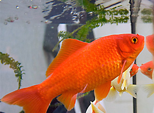 Goldfisch (Carassius gibelio forma auratus)