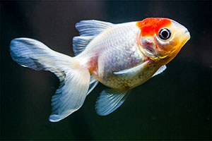 Schleierschwanz Goldfisch