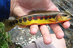 Regenbogenforelle, Lachsforelle (Oncorhynchus mykiss)