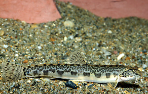 Goldsteinbeißer (Sabanejewia balcanica) - Urheber: Clemens Ratschan - Copyright: Clemens Ratschan, TB Zauner GmbH