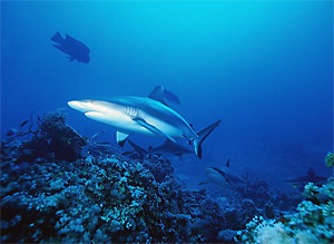 Grauer Riffhai (Carcharhinus amblyrhynchos)