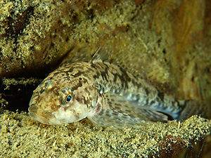 Groppe (Cottus gobio) - Copyright: W. Pölzer