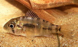 Gymnogeophagus meridionalis