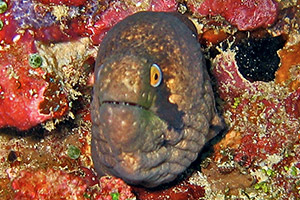 Bartmuräne (Gymnothorax breedeni)