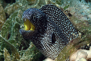 Gelbmaulmuräne (Gymnothorax nudivomer)