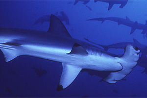Bogenstirn-Hammerhai - Urheber:Seawatch.org - Lizenz:Namensnennung des Authors