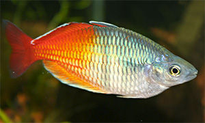 Harlekin-Regenbogenfisch - Author:Roan Art at the English language Wikipedia - Lizenz:CC BY-SA 3.0