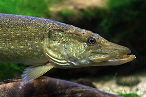 Hecht (Esox lucius)