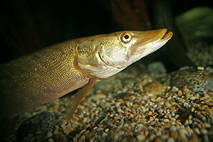 Hecht (Esox lucius) - Copyright by LVDESIGN (Fotolia.com)