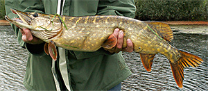 Hecht (Esox lucius)