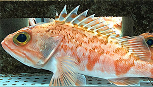 Helicolenus hilgendorfii
