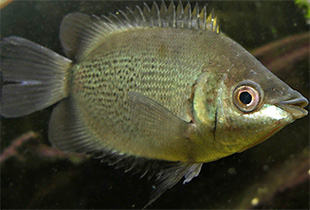 Küssender Gurami (Helostoma temminkii)