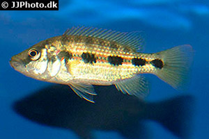 Hemichromis elongatus