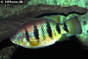 Fünfflecken-Buntbarsch (Hemichromis fasciatus)