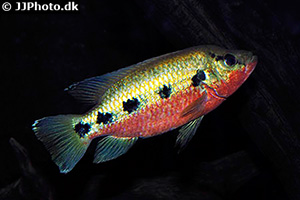 Hemichromis frempongi
