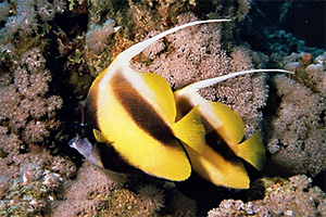 Rotmeer-Wimpelfisch (Heniochus intermedius)