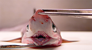 Spitzkopf-Siebenkiemerhai (Heptranchias perlo)