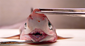 Bildquelle öffnen (Urheber:NOAA Photo Library (Flickr) - Lizenz:CC BY 2.0 Spitzkopf-Siebenkiemerhai (Heptranchias perlo)