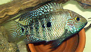 Herichthys tepehua