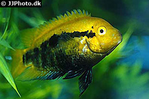 Regenbogencichlide (Herotilapia multispinosa)