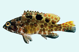 Hexagon-Wabenbarsch (Epinephelus hexagonatus)
