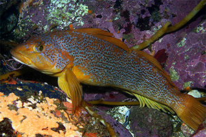 Kelpgrünling (Hexagrammos decagrammus)