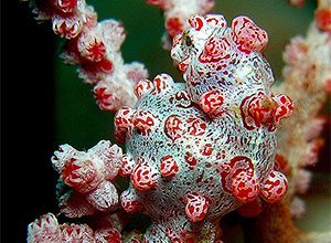 Bildquelle öffnen (Urheber:Steve Childs - Lizenz:CC BY-SA 2.0) Zwerg-Seepferdchen (Hippocampus bargibanti) - Urheber:Steve Childs - Lizenz:CC BY-SA 2.0