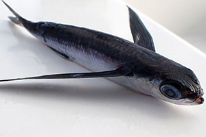 Hirundichthys speculiger ssp. californicus Hirundichthys speculiger ssp. californicus