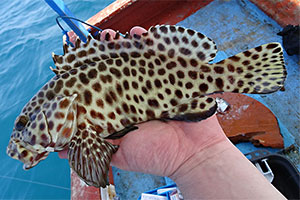 Honigwaben-Zackenbarsch (Epinephelus merra)