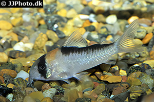 Adolfos Panzerwels (Hoplisoma adolfoi)
