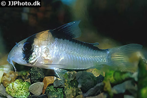Adolfos Panzerwels (Hoplisoma adolfoi)