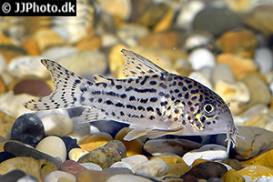 Hoplisoma araguaiaense