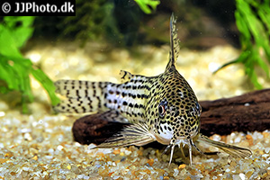 Hoplisoma araguaiaense