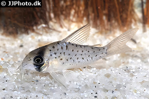 Hoplisoma atropersonatum