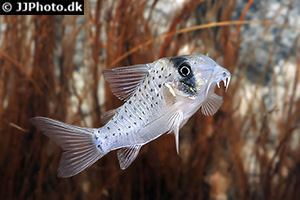 Adolfos Panzerwels (Hoplisoma adolfoi)