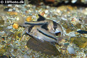 Hoplisoma axelrodi