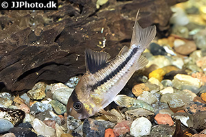Hoplisoma axelrodi