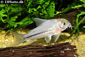 Hoplisoma baderi