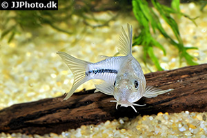 Hoplisoma baderi