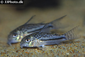 Hoplisoma bondi