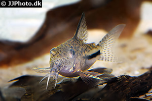 Hoplisoma bondi